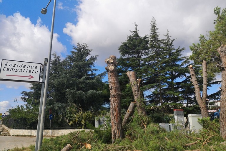 Gli alberi tagliati a Campolieto. <span>Foto Facebook Modugno a 5 Stelle</span>