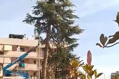 Modugno, alberi abbattuti per fare spazio al cemento. Loconte: «La qualità dell’aria è già dimenticata»