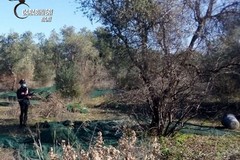 Sorpresi a rubare olive in un terreno: quattro denunce