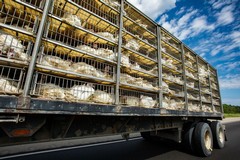Stop alla vendita di animali nelle fiere e nei mercati: richiesta l’applicazione della legge a Modugno
