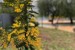 Festa della donna, dieci piante di mimose in quattro parchi a Modugno