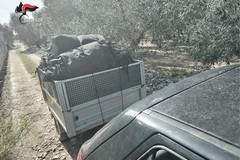 Furti di olive nelle campagne di Modugno: due denunciati