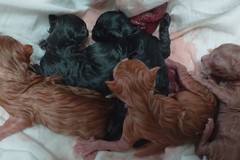Cinque gattini neonati trovati nel sacco della posta