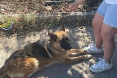 Cane abbandonato legato ad un palo, salvato da una famiglia di Modugno