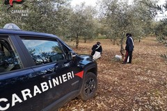Tentato furto di olive, denunciati in due a Toritto