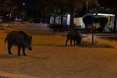 Cinghiali..tra i mastelli della differenziata?