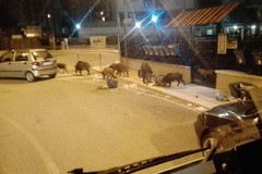 Cinghiali, toh chi si rivede. Ritornano nel centro abitato