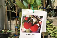 La Vito Faenza festeggia gli alberi con Legambiente