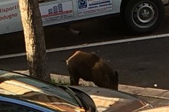 Cinghiali a spasso anche di giorno. Paura tra la gente