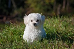 Modugno, ordinanza sindacale per proteggere gli animali dalle alte temperature