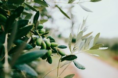 “Merenda nell’Oliveta 2025” al Casale di Balsignano a Modugno
