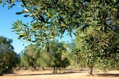 Xylella Fastidiosa, oggi un convegno a Modugno