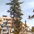Modugno, alberi abbattuti per fare spazio al cemento. Loconte: «La qualità dell’aria è già dimenticata»