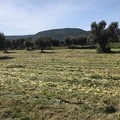 Confagricoltura Bari-Bat: “Essenziale un tavolo in Prefettura per parlare di prevenzione dei furti in campagna”