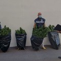 Carabinieri di Modugno sequestrano piantagione di canapa indiana: due arresti