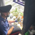 Modugno, coltivano marijuana sul balcone di casa: due denunce