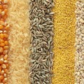 La filiera cerealicola: stato dell’arte e prospettive nel forum in programma il 21 ottobre