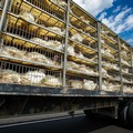 Stop alla vendita di animali nelle fiere e nei mercati: richiesta l’applicazione della legge a Modugno