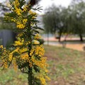 Festa della donna, dieci piante di mimose in quattro parchi a Modugno