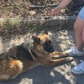 Cane abbandonato legato ad un palo, salvato da una famiglia di Modugno