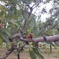 Gelate in Puglia, perso il 90% delle mandorle e l'80% delle ciliegie primizie