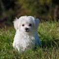 Nuove aree cani a Modugno, Bonasia:  "Usiamole con premura e intelligenza "