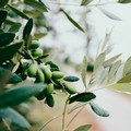 “Merenda nell’Oliveta 2025” al Casale di Balsignano a Modugno