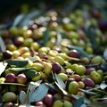 Puglia, crolla il prezzo delle olive. Emiliano scrive al ministro Bellanova