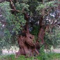 Xylella, al via in Puglia il  "Piano salva-ulivi " di Arif