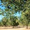 Xylella a Modugno, Coldiretti: "Assedia Bari". 804 campioni negativi a Bisceglie