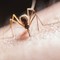 Disinfestazione adulticida contro le zanzare a Modugno