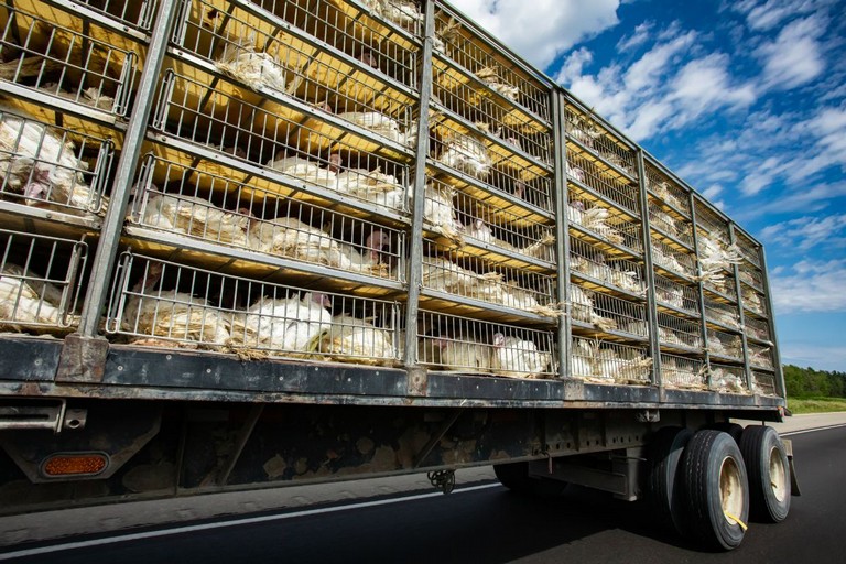 animali nelle fiere e nei mercati